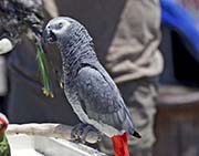 Picture/image of Grey Parrot