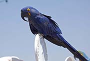 Picture/image of Hyacinth Macaw