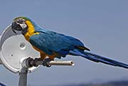Picture/image of Blue-and-yellow Macaw