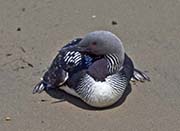 Picture/image of Pacific Loon