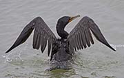Picture/image of Double-crested Cormorant
