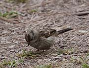 Picture/image of White-crowned Sparrow