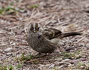 Picture/image of White-crowned Sparrow