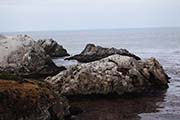 Picture/image of Point Lobos