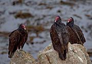 Picture/image of Turkey Vulture