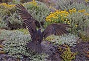 Picture/image of Turkey Vulture
