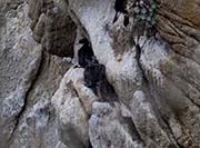 Picture/image of Brandt's Cormorant