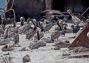 Picture/image of Brown Pelican