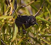 Picture/image of Wrentit
