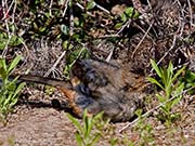 Picture/image of California Towhee