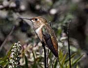 Picture/image of Allen's Hummingbird