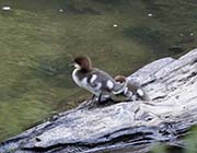 Picture/image of Common Merganser