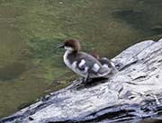 Picture/image of Common Merganser