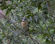 Picture/image of Black-headed Grosbeak