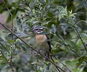 Picture/image of Black-headed Grosbeak