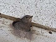 Picture/image of European Starling