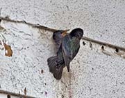 Picture/image of European Starling