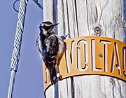 Picture/image of Hairy Woodpecker