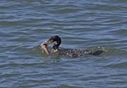 Picture/image of Double-crested Cormorant