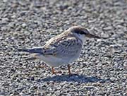 Picture/image of Least Tern