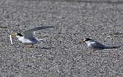 Picture/image of Least Tern