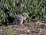 Picture/image of Western Gull