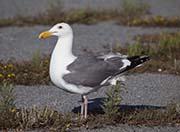 Picture/image of Western Gull