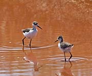 Picture/image of Black-necked Stilt