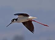 Picture/image of Black-necked Stilt