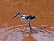 Picture/image of Black-necked Stilt
