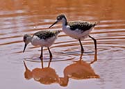 Picture/image of Black-necked Stilt
