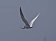 Picture/image of Forster's Tern