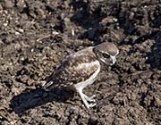 Picture/image of Burrowing Owl