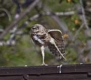 Picture/image of Burrowing Owl