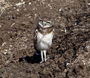 Picture/image of Burrowing Owl