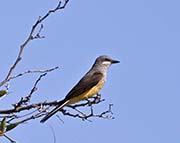 Picture/image of Western Kingbird