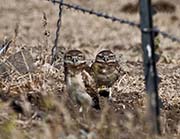 Picture/image of Burrowing Owl