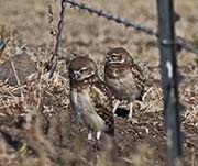 Picture/image of Burrowing Owl