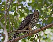 Picture/image of Cooper's Hawk