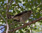 Picture/image of Cooper's Hawk