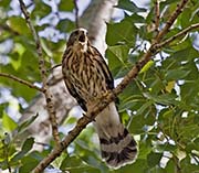 Picture/image of Cooper's Hawk