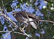 Picture/image of Cooper's Hawk