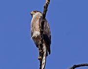 Picture/image of Cooper's Hawk