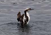 Picture/image of Pacific Loon