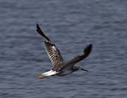 Picture/image of Black Skimmer