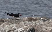 Picture/image of Black Skimmer