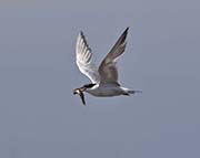 Picture/image of Don Edwards NWR