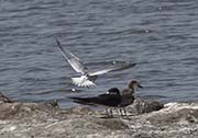 Picture/image of Black Skimmer