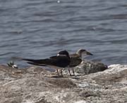 Picture/image of Black Skimmer