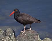 Picture/image of Black Oystercatcher